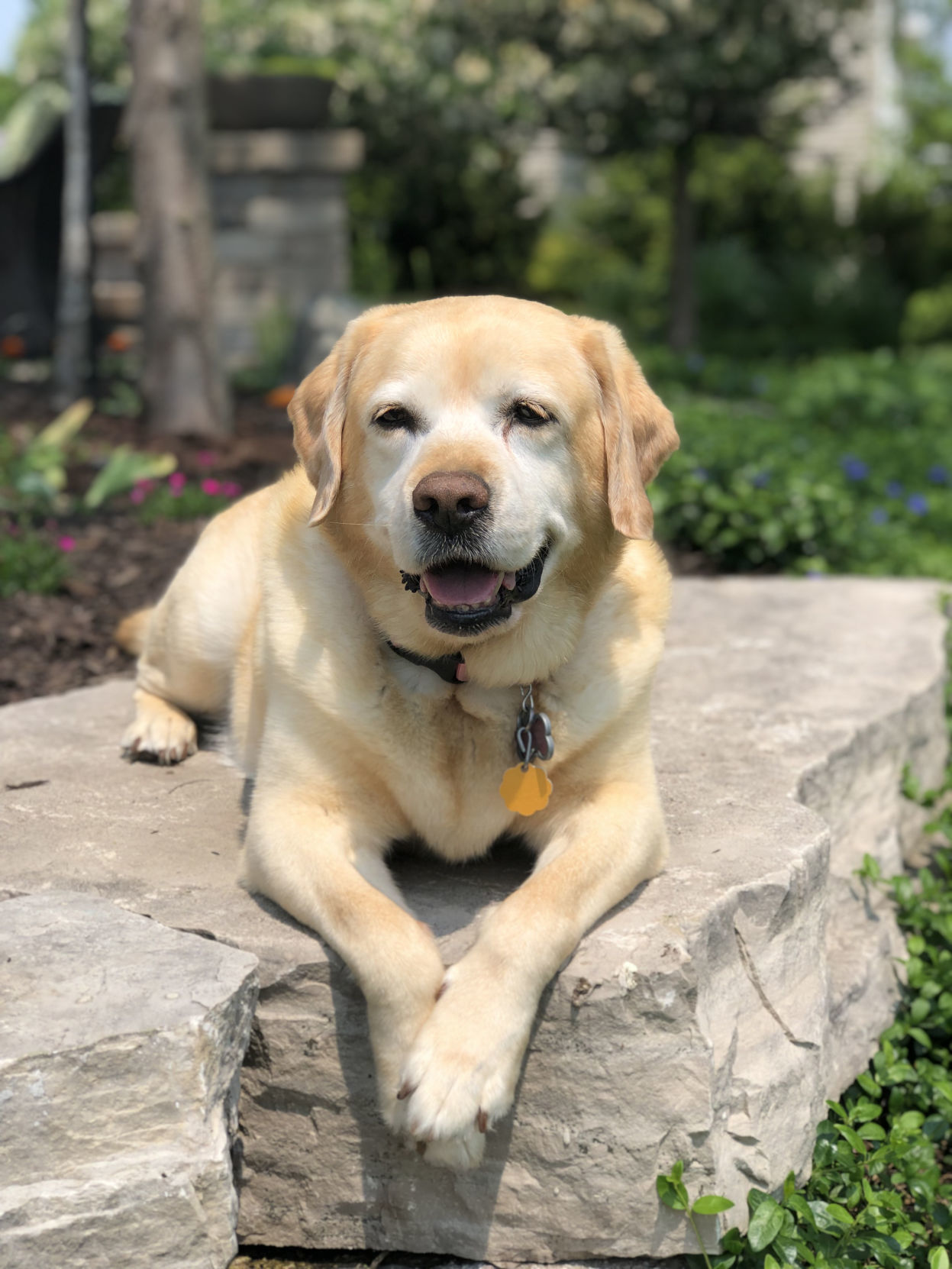 Amy Ambrose: Dog days